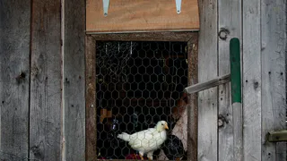 Как повысить яйценоскость кур-несушек с помощью простого корма