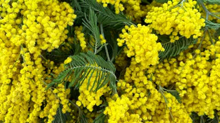 Россельхознадзор проверяет цветочные палатки в Рязани