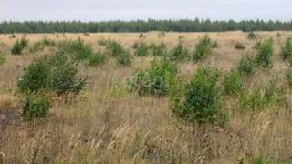 422,25 га неиспользуемых земель возвращены в сельхозоборот Брянской области