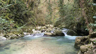 Съездила на сбор мандаринов в Абхазию: вот сколько можно заработать - честный отзыв туриста