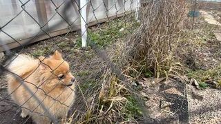 Порода собак, после которой не хочется заводить никакую другую – есть ли такая? Да, и даже не одна