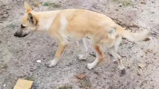 Жителей Брянска благодарят за спасённую собаку