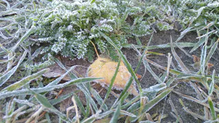 В Рязани ожидаются заморозки с 12 по 14 мая