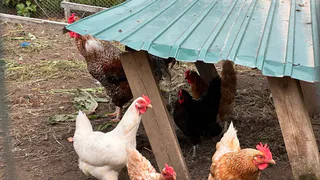 Вши с кур сбегут, сверкая пятками: закидываем 3 веточки в курятник — и облысение несушкам больше не угрожает