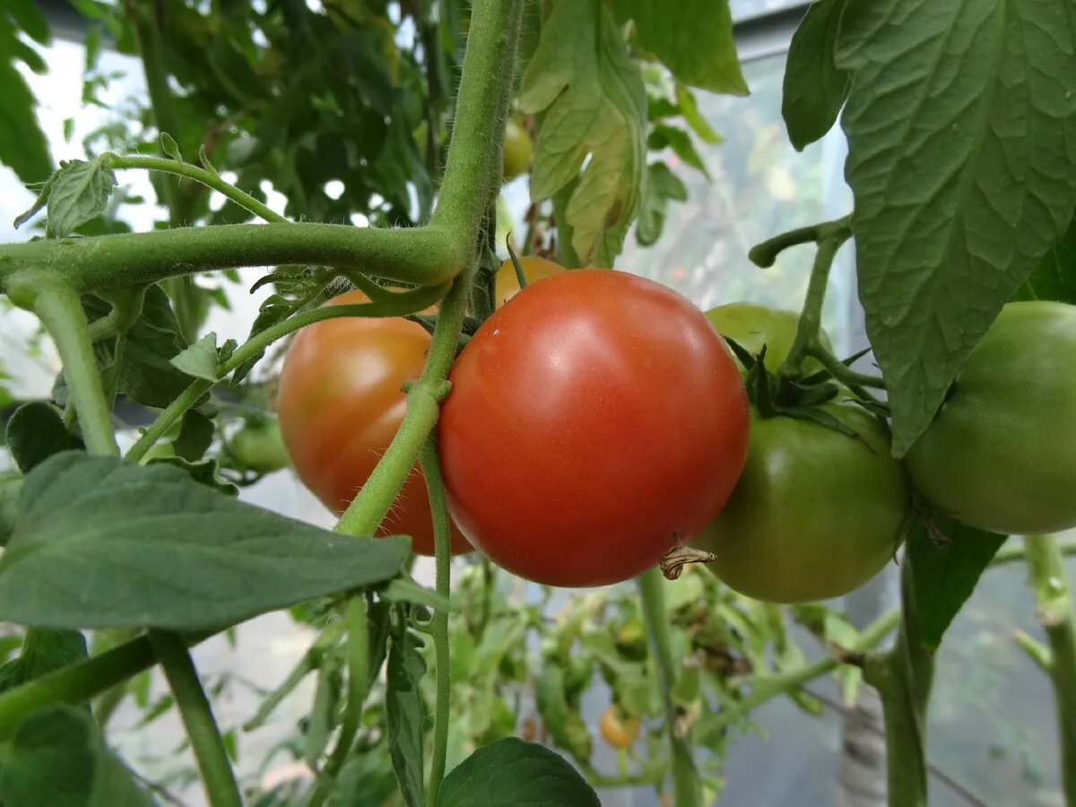 Секрет опытных дачников: почему в огород нужно выходить строго в 21:00 раз в 3 дня