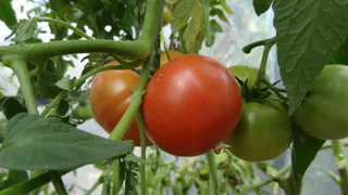 Секрет опытных дачников: почему в огород нужно выходить строго в 21:00 раз в 3 дня