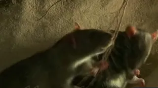 Грызуны атакуют Калугу