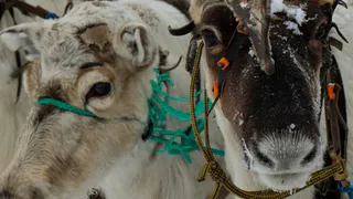 В Коми празднуют День оленя – дань уважения вековым традициям