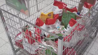 Дай лапку: жители города могут помочь бездомным животным