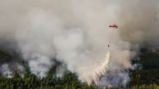 Малков рассказал о причине лесных пожаров Рязанской области