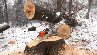 Стали известны подробности гибели брянских лесорубов