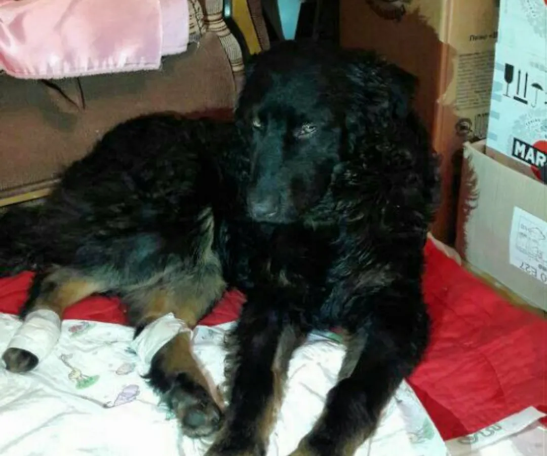 «Воскресший из мёртвых»: или усыпление по-нижнекамски