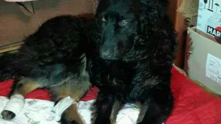 «Воскресший из мёртвых»: или усыпление по-нижнекамски