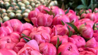 Для буйного цветения пионам — обязательно: 3 л. под куст — и большие шапки попрут без остановки, вырастут до 50 см