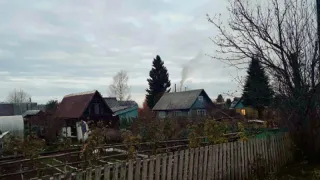 Одно из самых популярных растений у дачников запретили выращивать: новые правила с июня