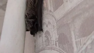 В одной из квартир Владимира поселилась летучая мышь