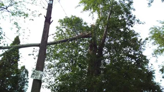 Народный контроль: на Мехзаводе уже неделю не убирают упавшее дерево