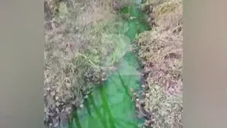 Ручей Паника в Рязани поменял цвет на зеленый
