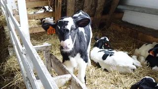 19 мини-ферм планируют построить в Нижнекамском районе в этом году