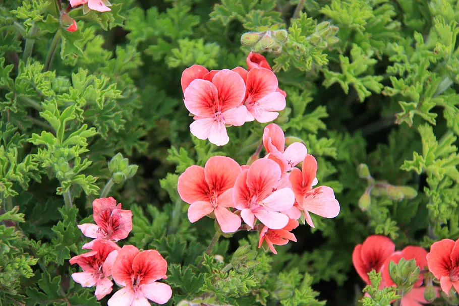 Как подкормить герань в апреле для пышного цветения