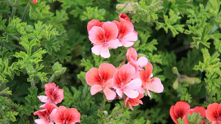 Как подкормить герань в апреле для пышного цветения