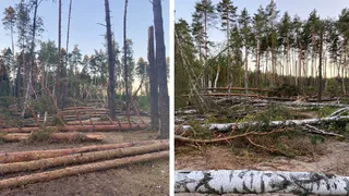 Природа или человек? Дорога в сторону Ласковского озера завалена деревьями