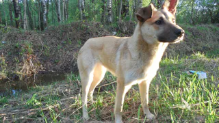 "Внимание! Канищево! Бешенство!" - рязанка пожаловалась на агрессивную собаку
