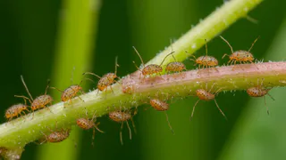 10 капель на литр воды и о тле можно забыть - самые эффективные способы борьбы с этой заразой и страдать больше не нужно