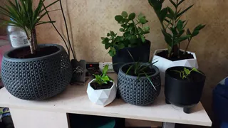 Жителю Рязани грозит срок за покупку семян в интернете