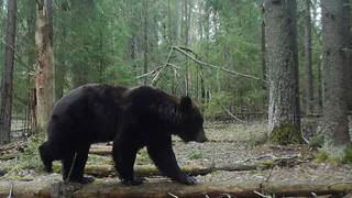 В Вязниковском районе фотоловушки запечатлели бурого медведя в лесу