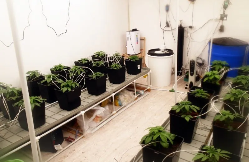 Полиция обнаружила под Магнитогорском ферму по выращиванию запрещенных растений