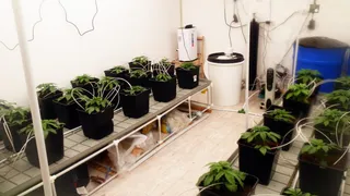 Полиция обнаружила под Магнитогорском ферму по выращиванию запрещенных растений