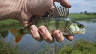 Почему на Севере России нельзя есть щуку и окуней, даже после жарки и заморозки - и дело вовсе не во вкусе