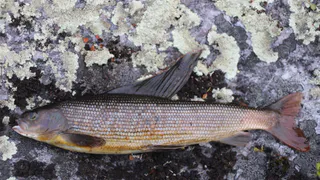 «Заповедная Коми»: как отличить самку сибирского хариуса от самца