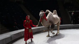 Сезон стартовал: что ожидает рязанцев в новом цирке