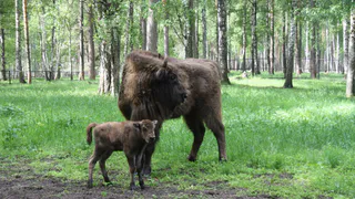 Немного милоты: в Окском заповеднике родился первый в этом году зубренок