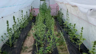 В Рязанском районе полицейские обнаружили плантацию сортовой конопли