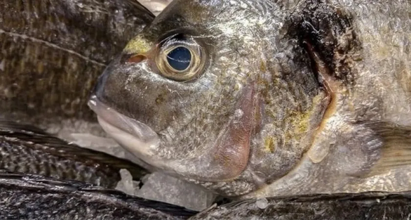 Не вздумайте брать: эту рыбу нельзя есть, а мы еще и детям даем