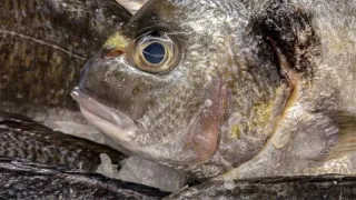 Не вздумайте брать: эту рыбу нельзя есть, а мы еще и детям даем