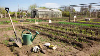 Никакого навоза: как я получаю чернозем для посева на грядках уже к апрелю