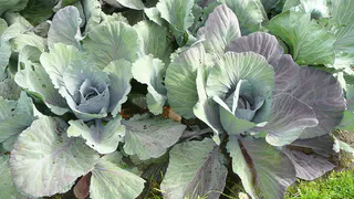 Все о рассаде капусты: когда сажать в открытый грунт, как поливать и чем покормить