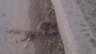 Крысы, грязь и мусор - печальная картина возле детского сада