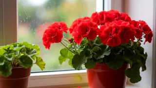 Заливаю кипятком — и под корень: герань мигом «распушится» — укроются цветами даже «лысые» кустики