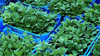 Рассада прет щеткой: в одной таблетке есть все для супер-рассады 