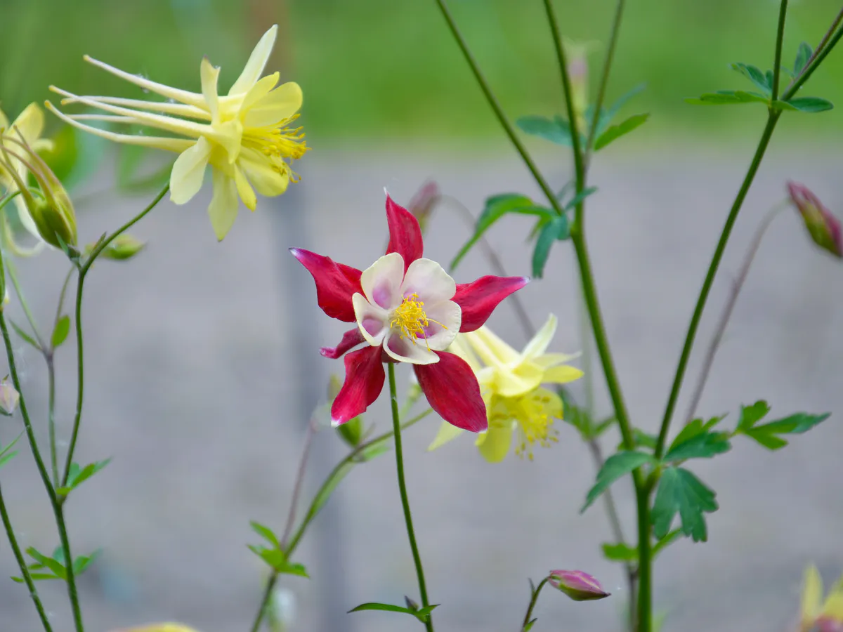 Без танцев с бубнами и специальных ламп: одна подкормка решит все проблемы с декабристом — теперь цветет до самого апреля