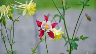 Без танцев с бубнами и специальных ламп: одна подкормка решит все проблемы с декабристом — теперь цветет до самого апреля