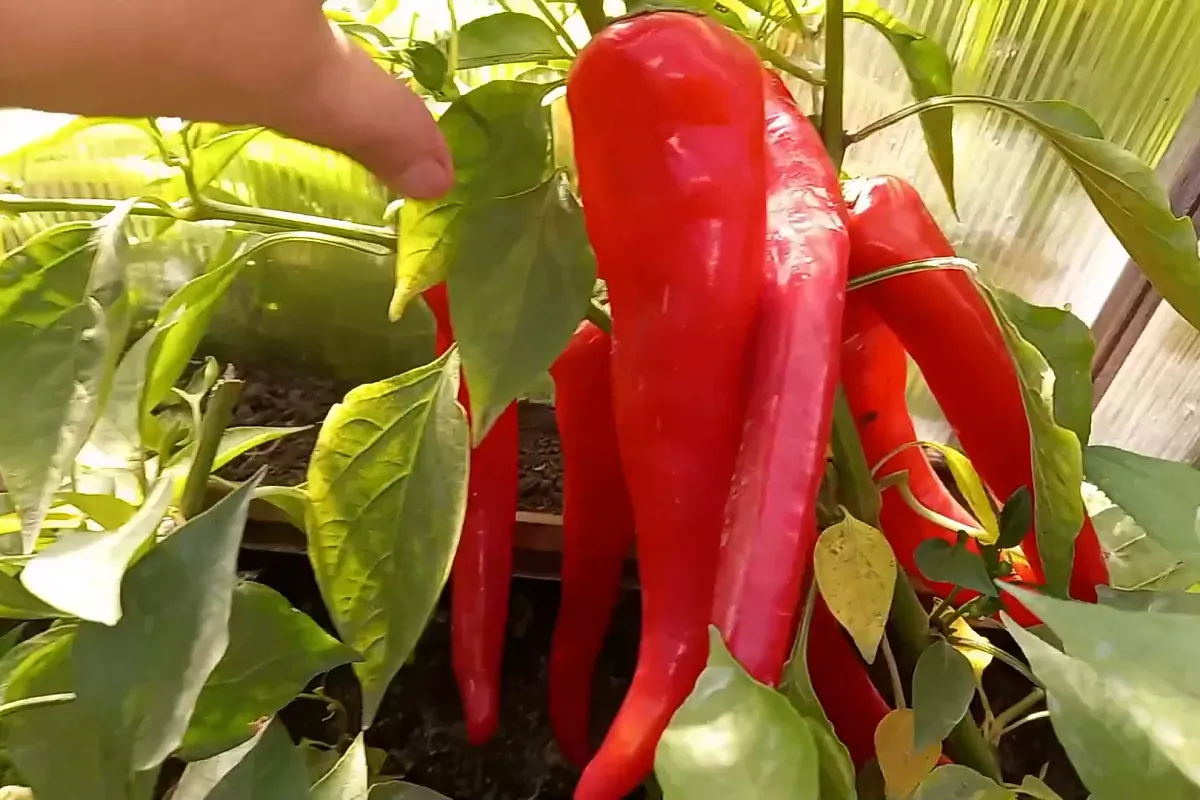 В феврале срочно сеем перец для раннего урожая: вот поэтому хитрые дачники уже достали семена
