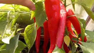 В феврале срочно сеем перец для раннего урожая: вот поэтому хитрые дачники уже достали семена