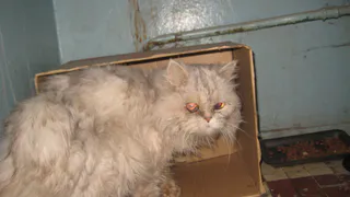 Житель Рязани спас кошку, зажатую между двух гаражей