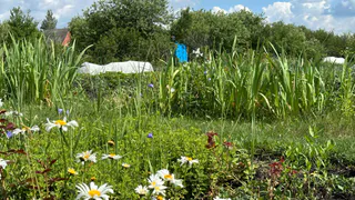 Дачники схватились за сердце, узнав о новом правиле - теперь за сорняки на участке начнут штрафовать. Готовьте деньги